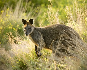 Swamp Wallaby Port Fairy 2009 Robert Blackburn courtesy Tourism Victoria; 300x240