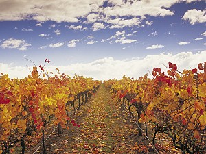 Free downloadable wallpaper Australian Vineyard (Yarra Valley) (c) Tourism Victoria; 300x225