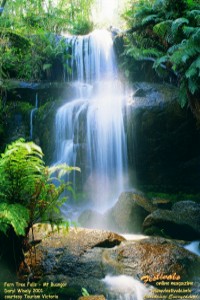 Fern Tree Falls Calendar; 200x300