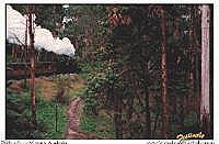 Puffing Billy in the Dandenongs, Victoria, Australia; Festivale free wallpapaer; th_puffingbilly.jpg - 6793 Bytes