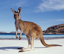 Kangaroo; photograph courtesy australia.com