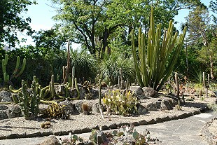 Royal Botanic Gardens Melbourne, Arid Garden (c) 2009 Ali Kayn; 310x207