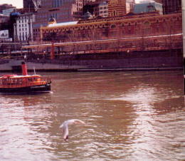 Steamer on the Yarra River, Melbourne, Victoria, Australia