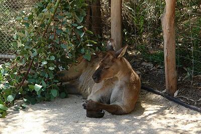 Kangaroo at Melbourne Zoo, Royal Park, Melbourne, Victoria; 400x267
