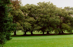 Fawkner Park (c) Ali Kayn 1996