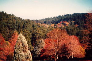 Pirianda, Dandenongs, Victoria, Australia