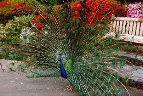 Priscilla the Peacock at National Rhododendron Garden (19.54k)