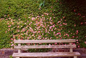 National Rhodendron Gardens (24.07k) photograph Richard Hryckiewicz