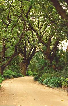 Carriageway, Rippon Lea, Melbourne, Victoria, Australia