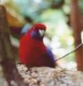 Rosella in the Dandenong Ranges