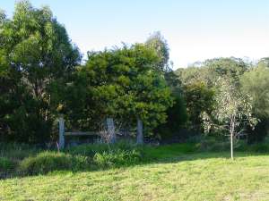 Yarra Bend Park, photograph (c) Ali Kayn 2005