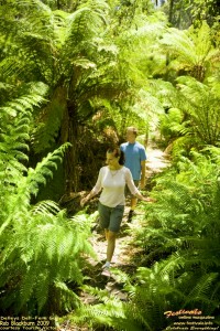 Delleys Dell Fern Gully, Festivale free calendar; 200x300