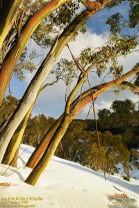 Mt Baw Baw, Festivale free printable calendars; 200x300