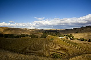 Winery, Geelong Region, 2008-9 David Hannah, (c) Victorian Wine Industry Association; courtesy Tourism Victoria; 316x209