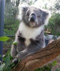 Koala, Healesville Sanctuary; 120x141