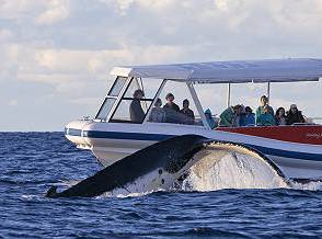 Whale Watching in New South Wales, Australia; 294x218