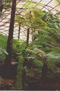 The Fernery, Rippon Lea, Melbourne, Victoria, Australia; Festivale Pictorial Guide; rippon_fernery.jpg - 42713 Bytes