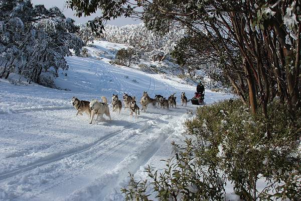 Dog sledding, Alpine National Park, Victoria, Australia (c) Tourism Victoria; 600x400